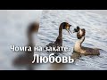 Чомга на закате. Любовь...