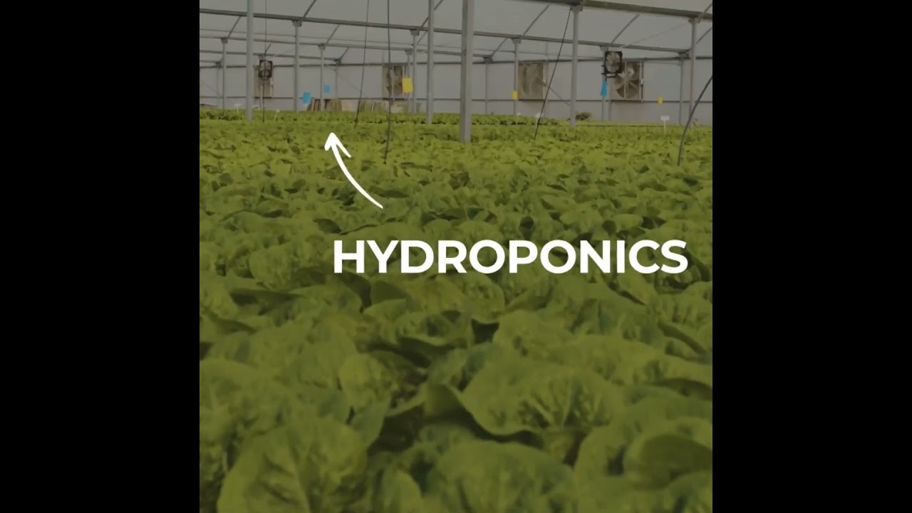 Celebrating World Food Safety Day with Pluckk! 🌍