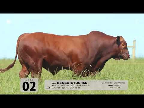 LOTE 02   TAT 166 M Red Brangus