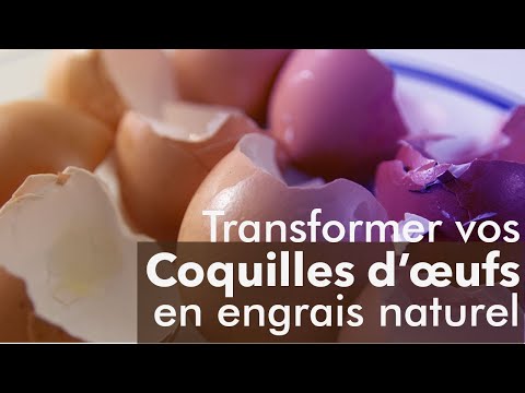 Vidéo: Comment utiliser les coquilles d'œufs dans le jardin et dans le compost