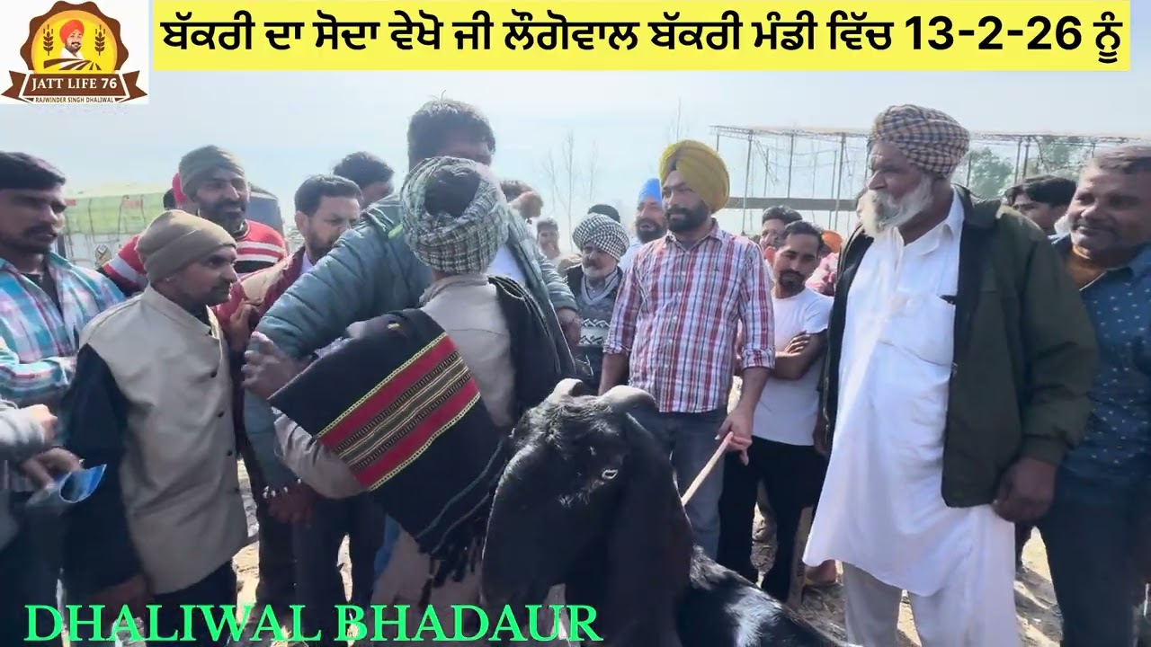 ਬੱਕਰੀ ਦਾ ਸੋਦਾ ਵੇਖੋ ਜੀ ਸਿਰੇ ਲਗਦਾ ਜਾਂ ਨਹੀਂ ਮੰਡੀ ਲੌਗੋਵਾਲ 13-2-26 ਦੀ ਵੀਡੀਓ ਨੂੰ ਸ਼ੇਅਰ ਜਰੂਰ ਕਰਦੇ ਭਰਾ 🐐🤙