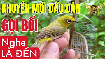 Tiếng Khuyên Mồi Đầu Đàn Gọi Bổi Cực Nhạy Dùng Đi Bẫy Hiệu Quả - Pleci Bird Trap Easily | KTB
