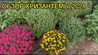 видео: Обзор хризантемы 2021  +Еще один способ продаж картинка: Обзор хризантемы 2021  +Еще один способ продаж