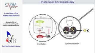 Casym Summer School: Systems Biology of the Mammalian Circadian clock
