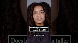 Being a taller tree doesn’t doom you to drought after all