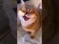 Singer Cat Sings Tenor ЁЯШВ Shorts Cat Funnycats Cats Funnyvideo Funnyshorts Youtubeshorts Singer Cat Sings Tenor ЁЯШВ Shorts Cat Funnycats Cats Funnyvideo Funnyshorts Youtubeshorts