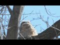 Great Horned Owl Juvenile