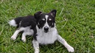 Jess the Needle Felted Collie cross