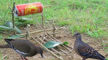 Hunting n Traps | DIY Simple Bird Trap - How To Bird trap use a Can of Coca Cola