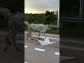 Trending Live Tiktok Nature Malaysia Animals Funny ЁЯШБ Trending Live Tiktok Nature Malaysia Animals Funny ЁЯШБ