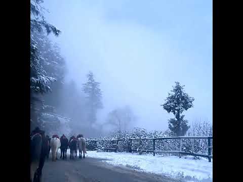 Shimla to Narkanda Road in Winter #shorts @apnahimachaltv