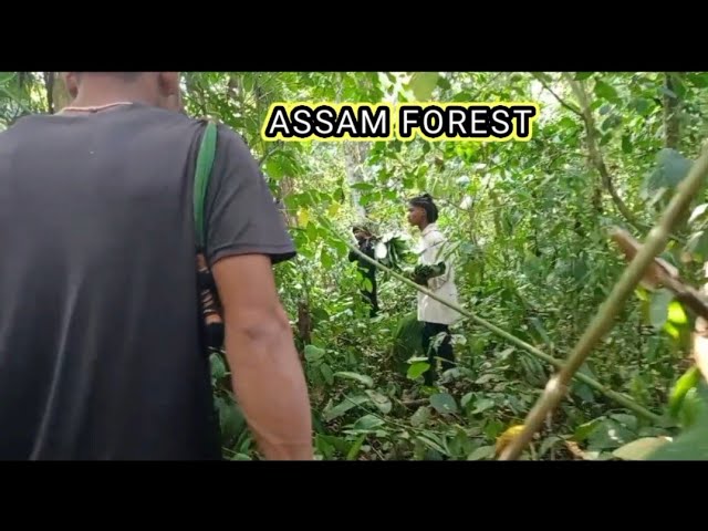 ASSAM FOREST LOVELY VIEW  MISING AWEN KO 😍 class=