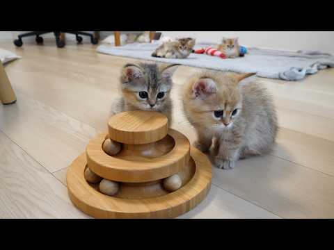 Cute kittens that gather around when they hear the sound of toys...
