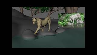 Tiger Animation Blocking