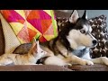 How to Ignore A Fennec Fox (By Troy the Siberian Husky)