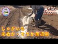 【じゃがいも】米ぬかを撒いて「そうか病」を抑制し、高畝マルチ栽培で横着栽培。 第566話 #オーガニック栽培 #家庭菜園