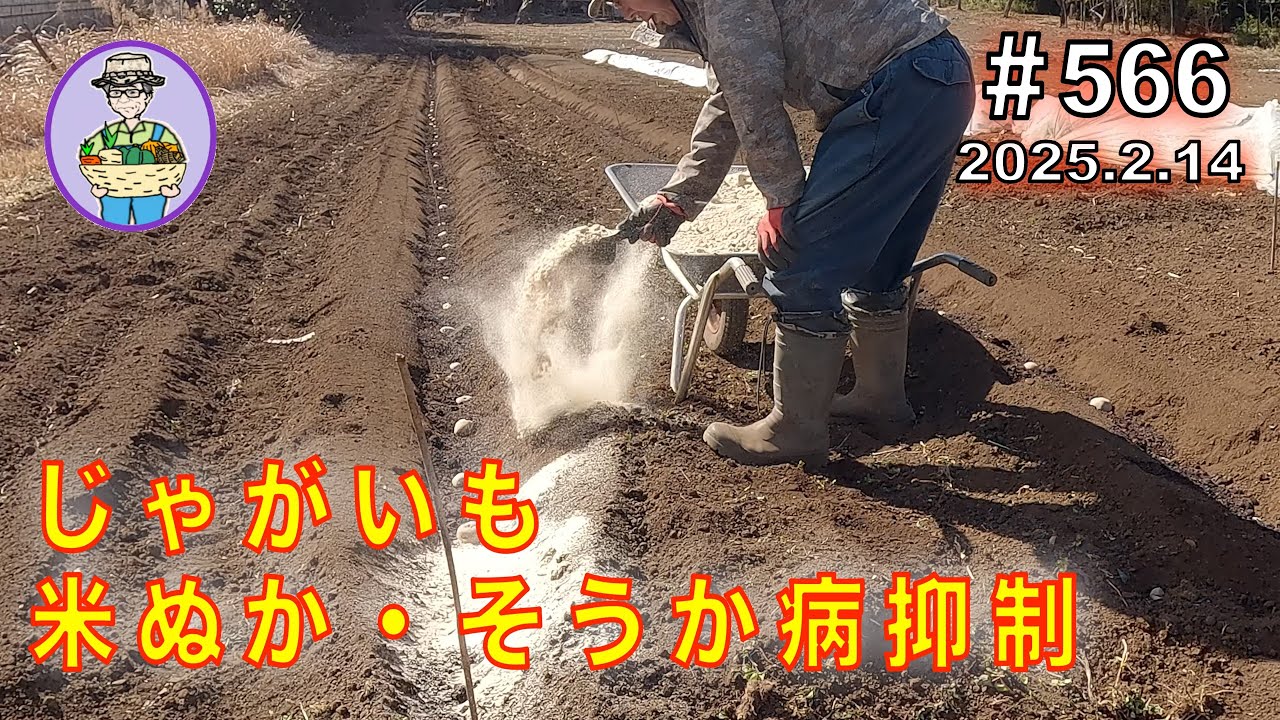 【じゃがいも】米ぬかを撒いて「そうか病」を抑制し、高畝マルチ栽培で横着栽培。 第566話 #オーガニック栽培 #家庭菜園