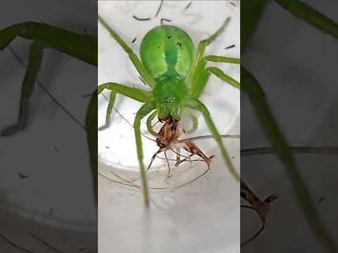 Huntsman spider attacks!#scary