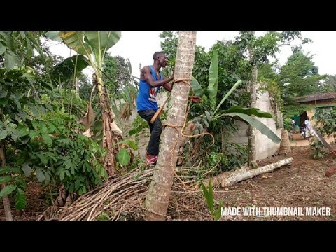 How to climb a coconut tree in an easy way