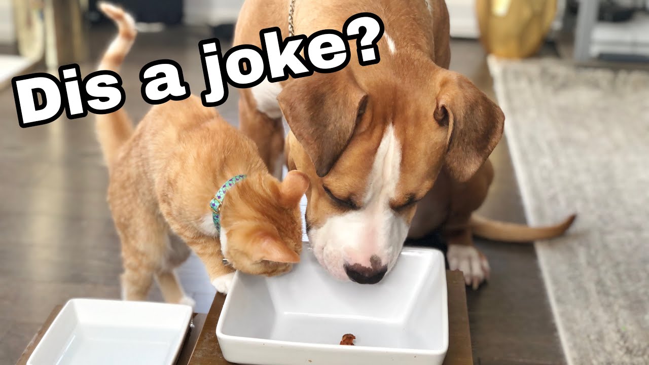 Pretending to Put My Dog on a Diet! YouTube