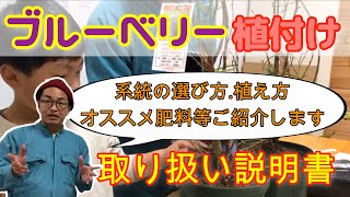 【ブルーベリーの植え付け】育て方、土、オススメ肥料等をご紹介します！