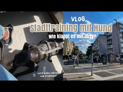 Ein weiterer Erfolg?! Erstes STADTTRAINING mit Tierschutzhund JOSY - Bahn fahren & Co.