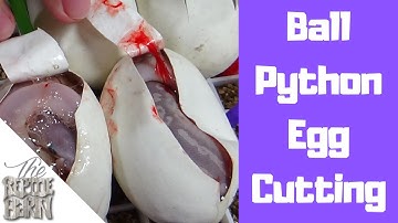 Ball Python Egg Cutting | Mystic Potion to Mystic Potion breeding