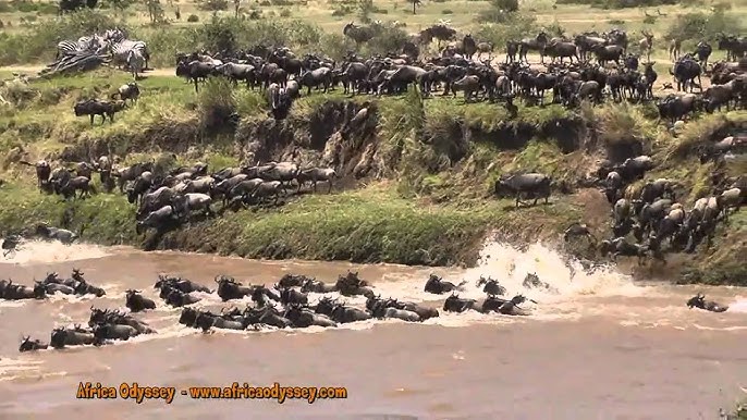 Luxury Migration Safari in November and December in Tanzania (HerdTracker)  (11 days)