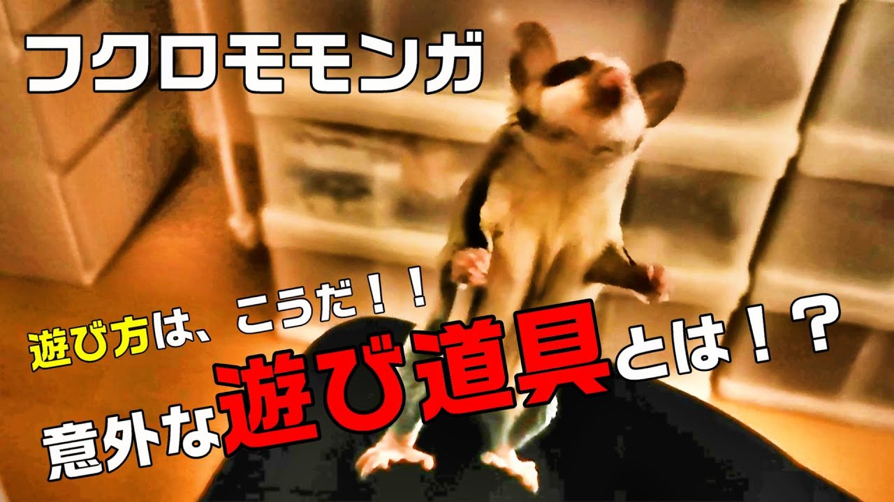 フクロモモンガ 意外なものが遊び道具に 遊び方 Youtube
