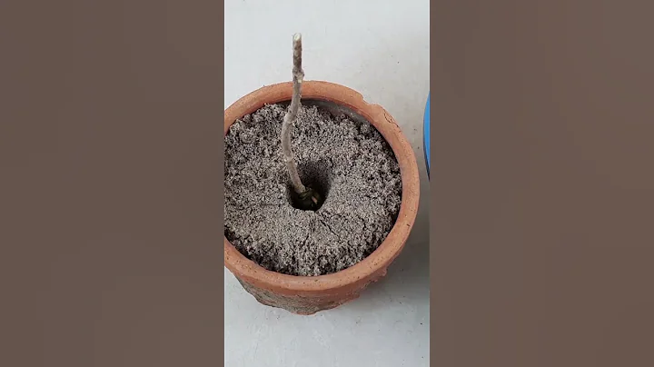How to Easily grow Mogra Jasmine in pot / Grow jasmine plant from cutting#Shorts - DayDayNews