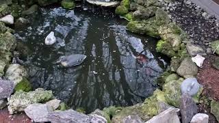 Pond Cleaning 2024 April 19th by Christine Newland 60 views 3 weeks ago 1 minute, 58 seconds