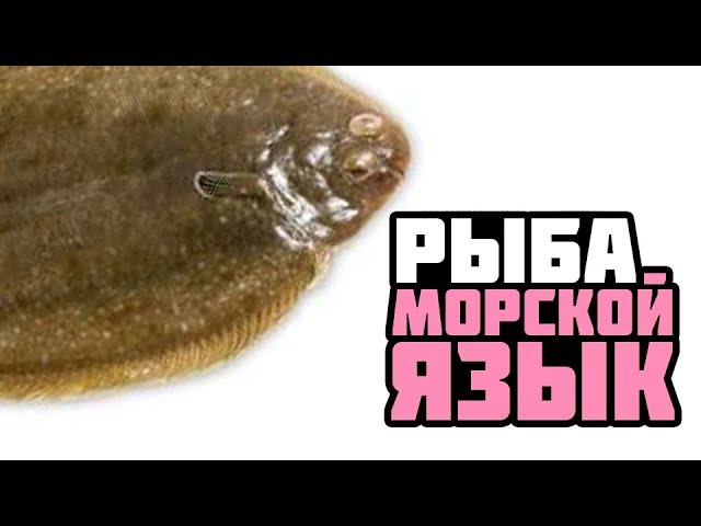 Рыба. Морской язык