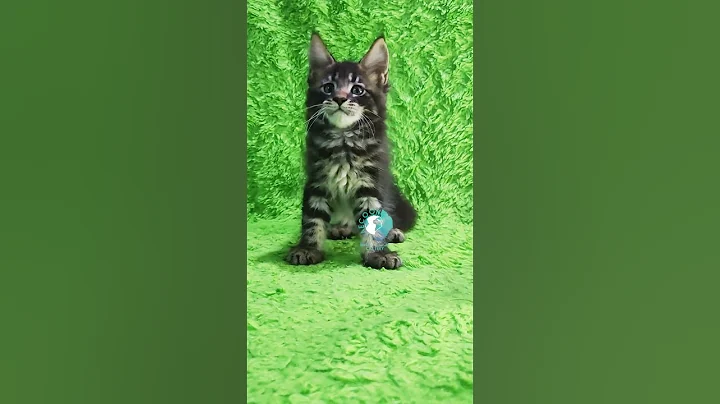 Video 6324481: adopt mainecoon cat, female mainecoon cat