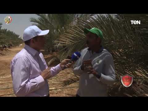 زرعنا مليون و600 ألف نخلة أحد المهندسين الزراعيين في توشكى الخير عن المشروع