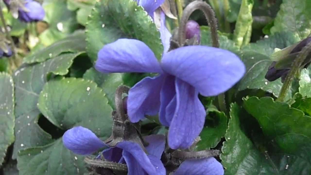 VIOLETA: Viola odorata | Plantas rioMoros