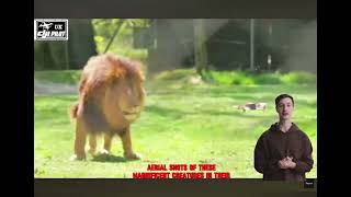 Lions See a Drone for the First Time: You Won’t Believe How Much They Love It!