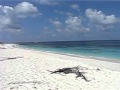 Video for "Bird Island", SEYCHELLES, VIDEO