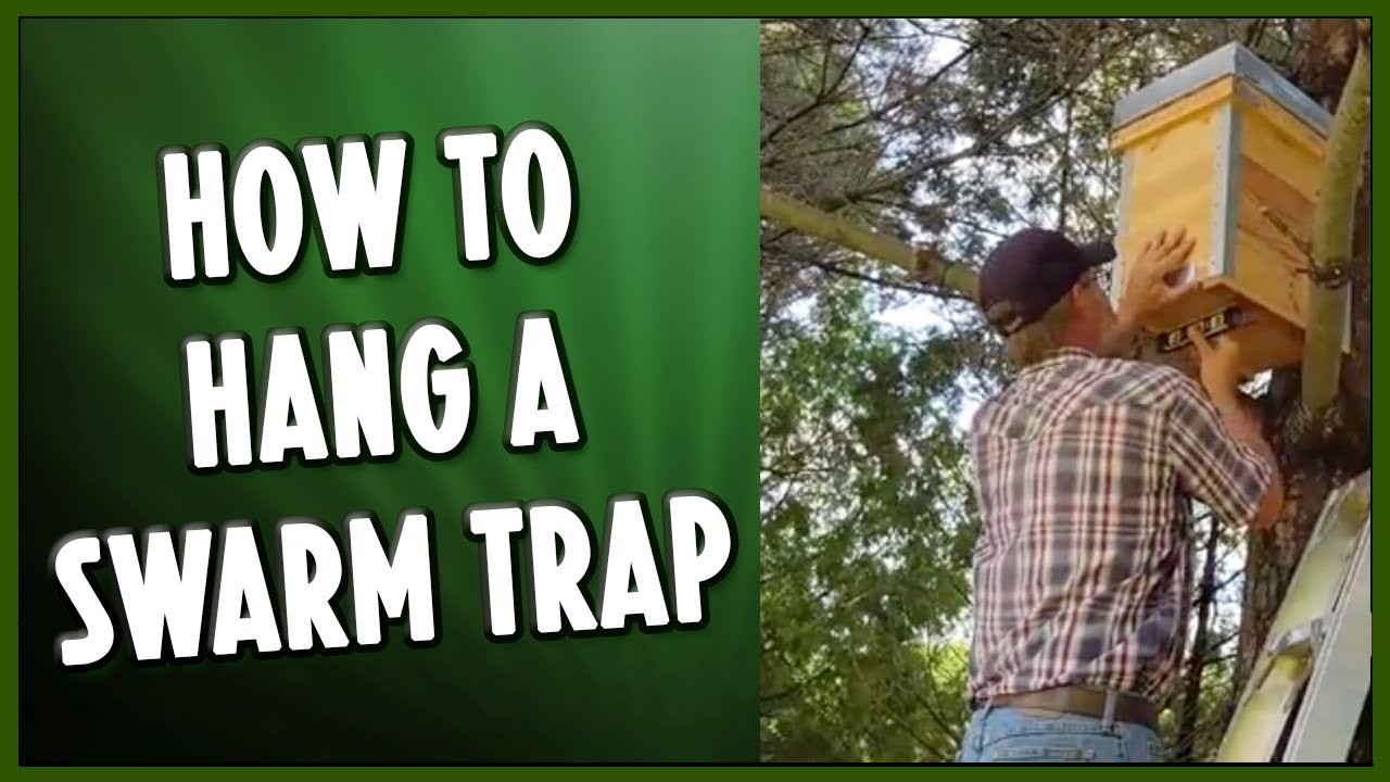 How To Hang A Swarm Trap for Honey Bees 