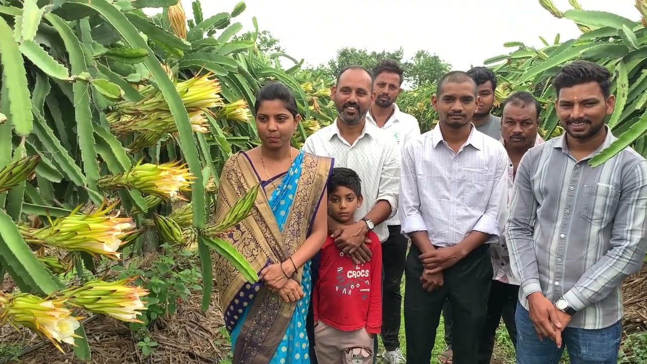 SCT वैदिक ड्रगण 1ल्या वर्षी 10 टन,9 लाख उत्पन्न.2 ऱ्यावर्षी 22 टन,21 लाख उत्पन्न.यावर्षी ५०टन काढणार