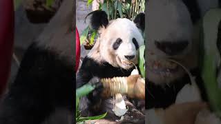 🐼丫丫是不是在演过年在家的你？#Panda #Animal 【跟着图尔去旅行】