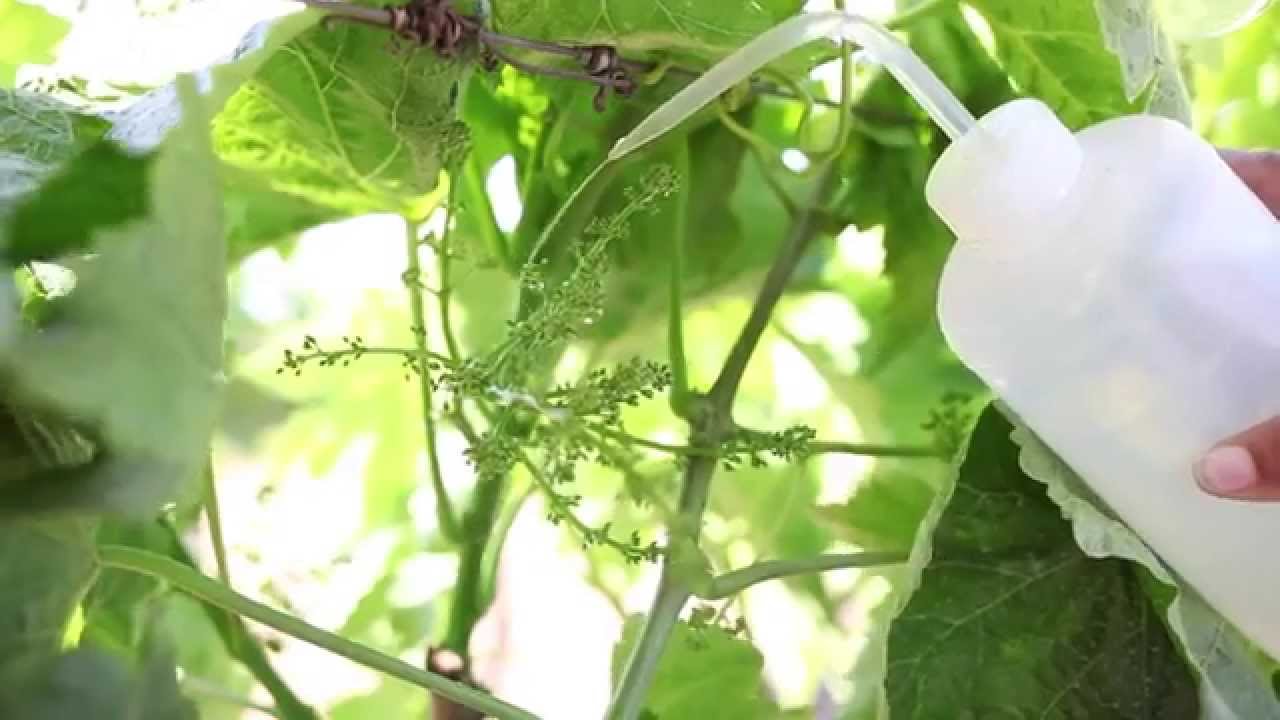 Cross Pollination | Columbine Vineyards | April 2015 | Columbine Vineyards