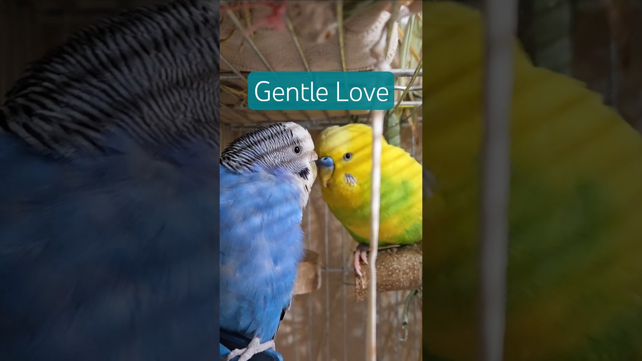 Gentle Budgie Love 🐦💛 | Real Bird Sounds 