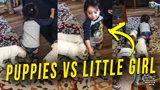 Two Adorable Puppies Follow Precious Little Girl Around