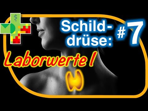 Schilddrüsenwerte I: Alles zum TSH