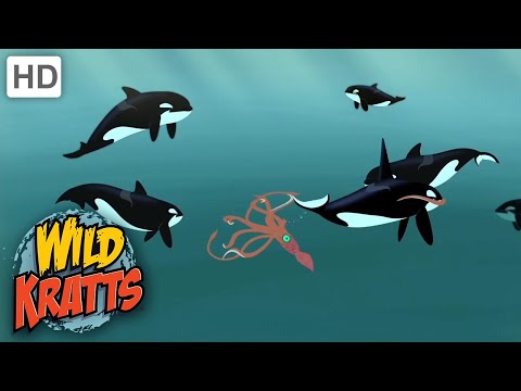 Wild Kratts |Animals ATTACK| Orca VS Giant Squid!