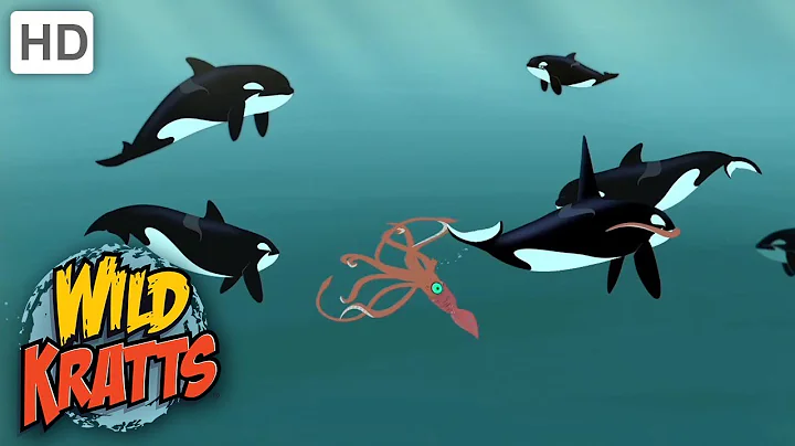 Wild Kratts |Animals ATTACK| Orca VS Giant Squid!