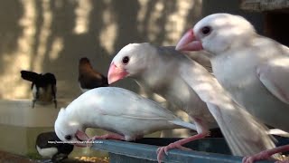 Java Sparrow and Friends  Tuesday, July 19th 2022  Extra Protein for Finch