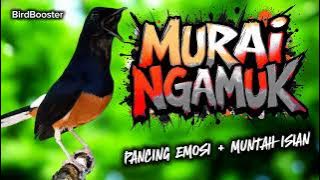 PANCING EMOSI MURAI BATU MUNTAH ISIAN