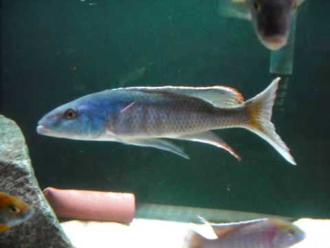 Champsochromis Caeruleus Youtube