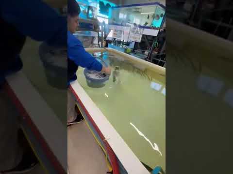 ５月４日（土）アオリイカ釣り調子上がってきました。活アジ本日も入荷しており、在庫は多数有のでご安心ください。#shorts